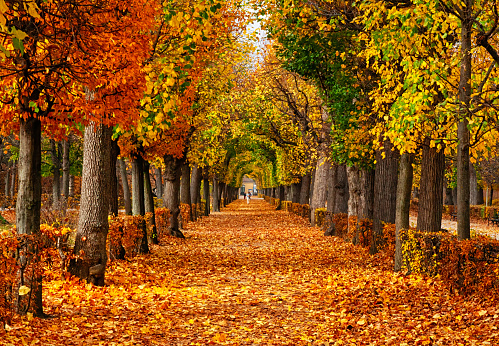 Empty road in autumn Park