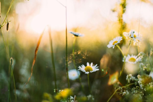 Photo by Daiga Ellaby on Unsplash